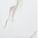 Exotique Calacatta - Glossy Marble